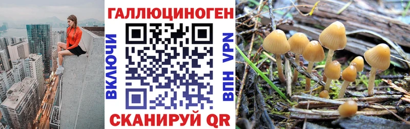 Псилоцибиновые грибы Psilocybe  закладка  Шилка 